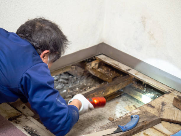 Best Commercial Mold Removal  in Richton Park, IL