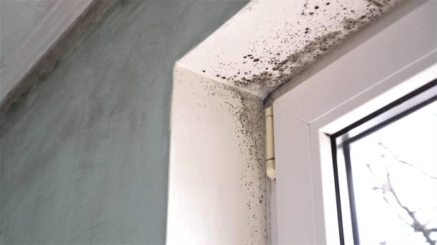 Best Mold Damage Repair  in Richton Park, IL