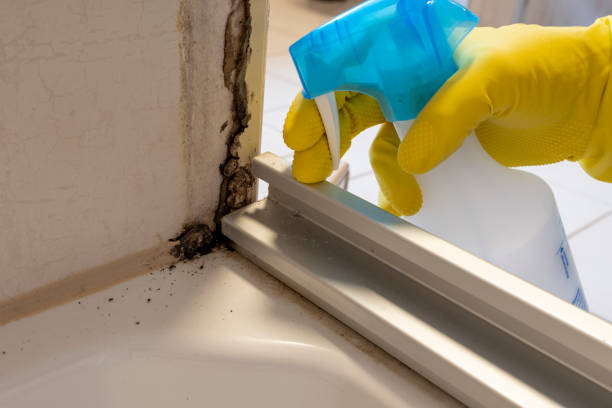 Trusted Richton Park, IL Mold Removal Experts