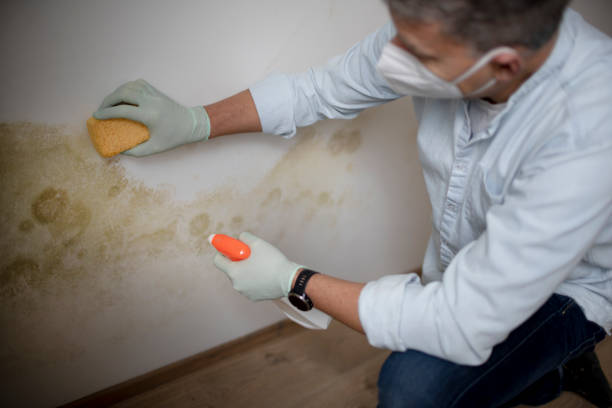 Office Mold Removal Services in Richton Park, IL