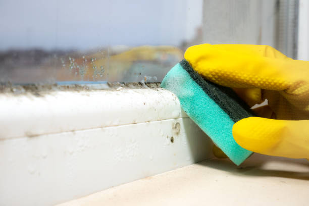 Best Office Mold Removal Services  in Richton Park, IL