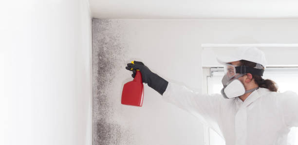 Best Toxic Mold Removal  in Richton Park, IL