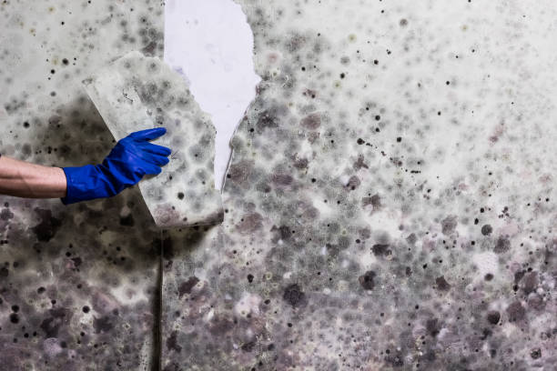 Mold Removal and Inspection in Richton Park, IL