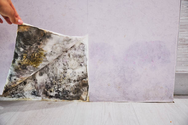 Best Best Mold Removal Companies  in Richton Park, IL